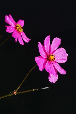 cosmos-flower-cosmos-plant-pink-flowers-pictures-of-flowers